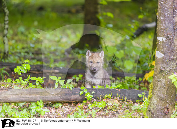 Eurasischer Grauwolf / eurasian greywolf / PW-18107