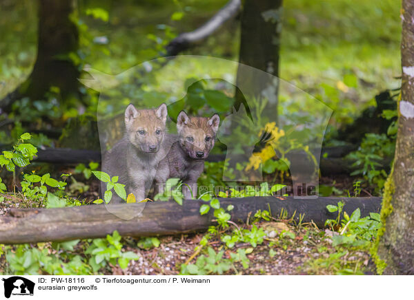 Eurasische Grauwlfe / eurasian greywolfs / PW-18116