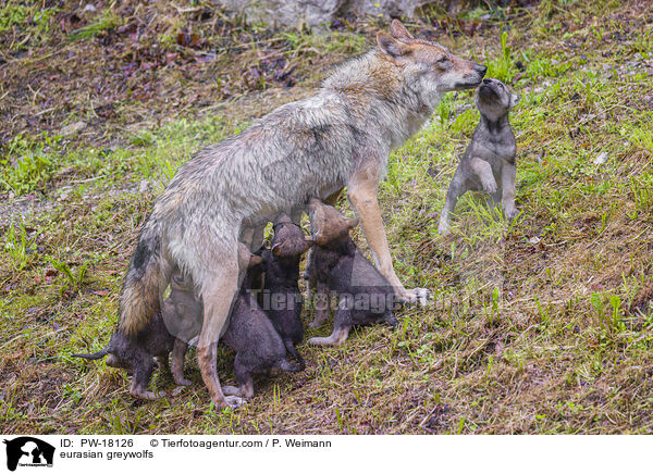 Eurasische Grauwlfe / eurasian greywolfs / PW-18126