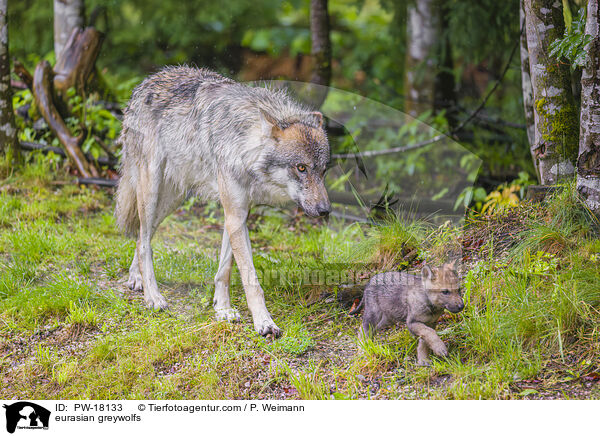 Eurasische Grauwlfe / eurasian greywolfs / PW-18133