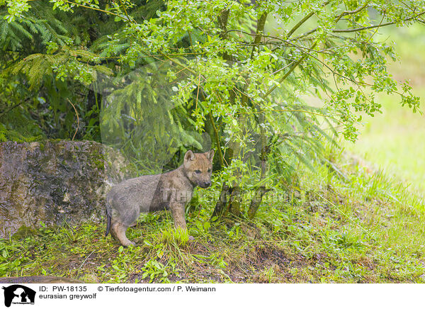 Eurasischer Grauwolf / eurasian greywolf / PW-18135