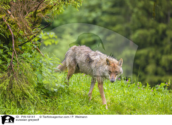 Eurasischer Grauwolf / eurasian greywolf / PW-18141
