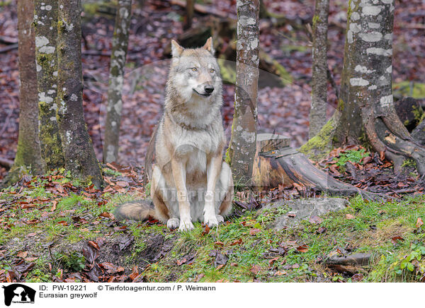 Eurasischer Grauwolf / Eurasian greywolf / PW-19221