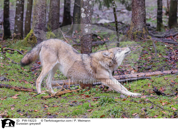 Eurasischer Grauwolf / Eurasian greywolf / PW-19223