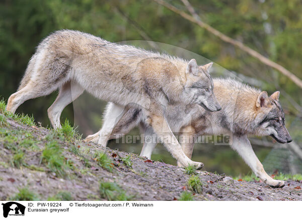 Eurasischer Grauwolf / Eurasian greywolf / PW-19224