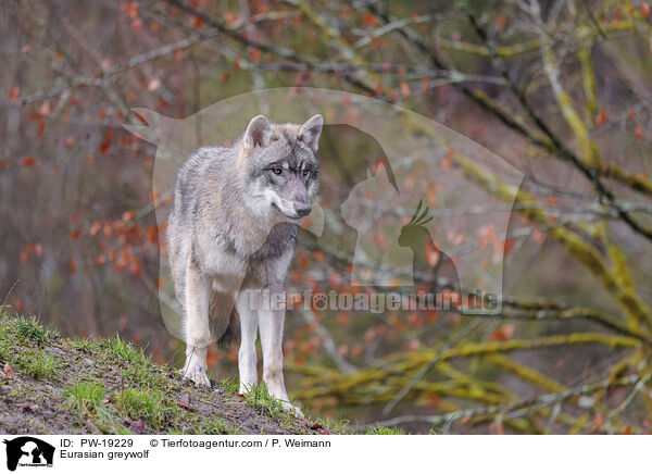 Eurasischer Grauwolf / Eurasian greywolf / PW-19229