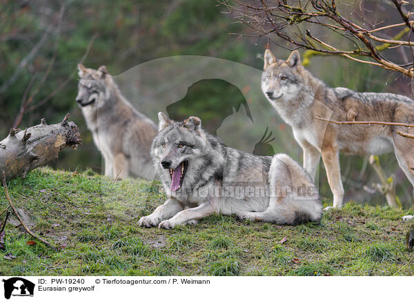 Eurasischer Grauwolf / Eurasian greywolf / PW-19240
