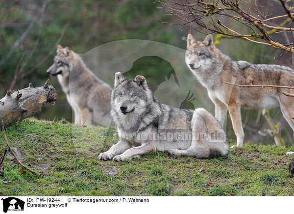 Eurasischer Grauwolf / Eurasian greywolf / PW-19244