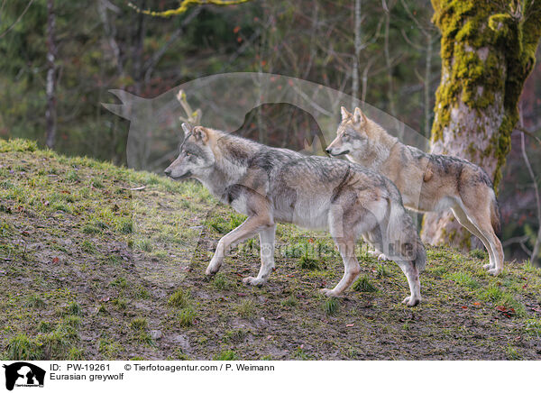 Eurasischer Grauwolf / Eurasian greywolf / PW-19261