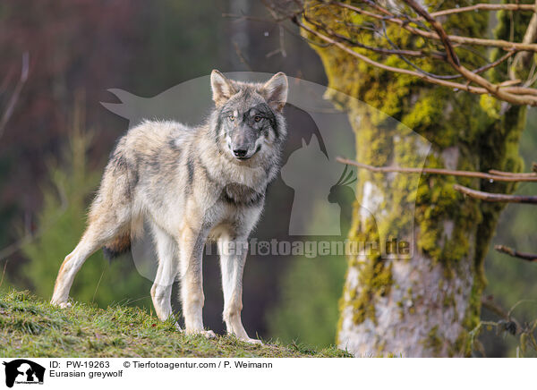 Eurasischer Grauwolf / Eurasian greywolf / PW-19263