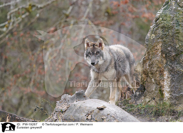 Eurasischer Grauwolf / Eurasian greywolf / PW-19267