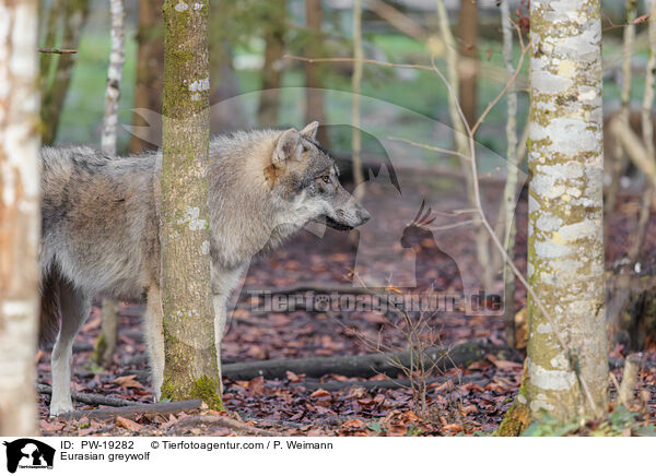 Eurasischer Grauwolf / Eurasian greywolf / PW-19282