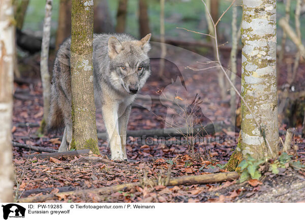 Eurasischer Grauwolf / Eurasian greywolf / PW-19285