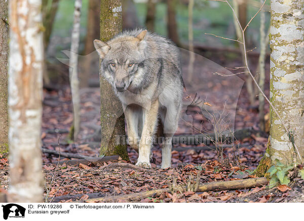 Eurasischer Grauwolf / Eurasian greywolf / PW-19286