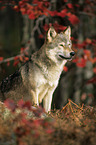 eurasian greywolf