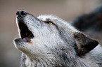 eurasian greywolf