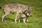 eurasian greywolfs