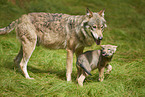 eurasian greywolfs