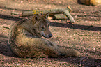 eurasian greywolf