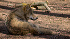 eurasian greywolf