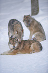 eurasian greywolves