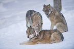 eurasian greywolves