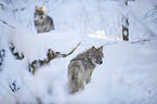 eurasian greywolves