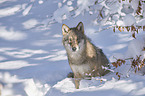 eurasian greywolf