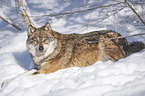 eurasian greywolf