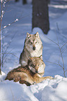 eurasian greywolves