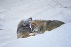 eurasian greywolves