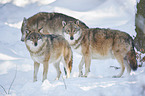 eurasian greywolves