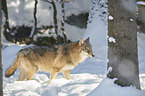 eurasian greywolf