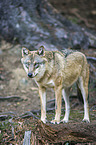 eurasian greywolf