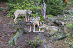 eurasian greywolves
