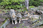 eurasian greywolves
