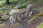 eurasian greywolves