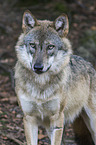 eurasian greywolf