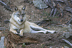 eurasian greywolf