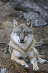eurasian greywolf
