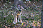 eurasian greywolf