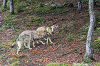 eurasian greywolves