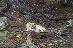 eurasian greywolf