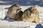 eurasian greywolves