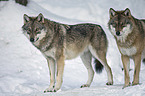 eurasian greywolves