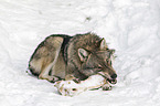 eurasian greywolf