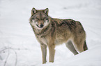 eurasian greywolf