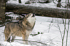 eurasian greywolf