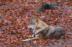 eurasian greywolf