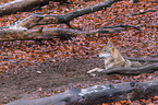 eurasian greywolf